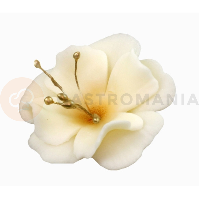 Kwiat magnolia mała z cukru 5,5 cm, ecru | MAGMART, K 024M